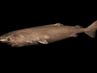Vedci stanovili vek grónskeho žraloka až na 400 rokov