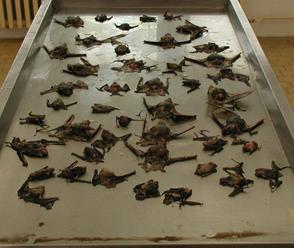 Zabijákem severoamerických netopýrů je překvapivě vitamín