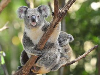 Austrálska koala zažíva chmúrne časy