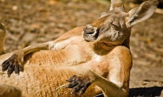 Bežkyňa prežila drastický útok samca kengury v Melbourne