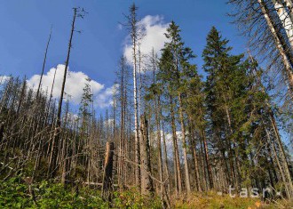 Lesníci odmietajú, že by lesov na Slovensku ubúdalo