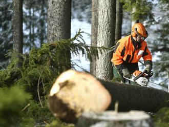 Lesům ČR klesl meziročně hrubý zisk o pětinu. Důvodem jsou nižší ceny dřeva a náhodilá těžba