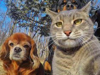 Zvířata pořídila perfektní selfie! Tohle je 22 nej
