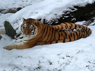 Tygři v zoo si zimu a sníh užívají, záchranářům dělají starost zmatení netopýři