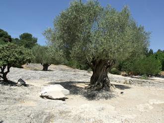 Tisícileté olivovníky ve Španělsku jsou ohroženy