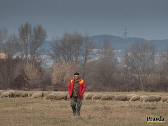 Bača aj v zime stráži ovce na salaši v Bratislave