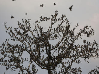 Ďalší prípad vtáčej chrípky potvrdili v Žiline