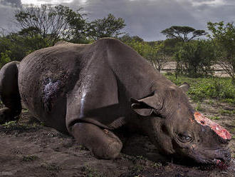 Vítězem soutěže Wildlife Photographer of the Year se stal snímek upytlačeného nosorožce