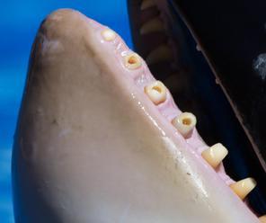 Kosatky v mořských akváriích trápí bolesti zubů
