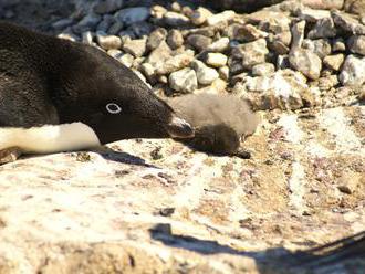 V Antarktidě uhynuly tisíce mláďat tučňáků, přežila jen dvě