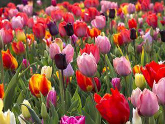 Čas sázet tulipány: ozdoby jarních záhonů