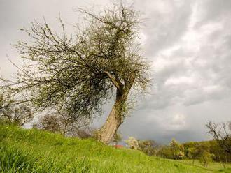 Najkrajšie stromy rastú v Bošáci