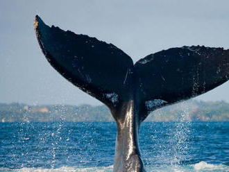 Pri pobreží Patagónie pláva rekordný počet veľrýb
