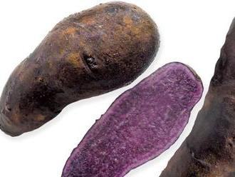 Českí vedci vyšľachtili po fialových aj tmavomodré zemiaky