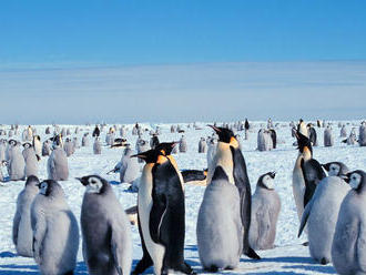 Antarktída bije na poplach: Uhynuli tisíce mláďat tučniakov, prežili len dve