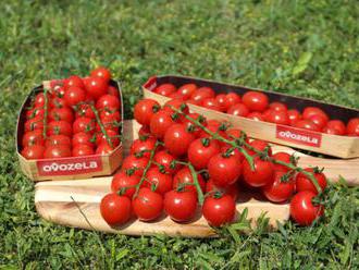 Čerstvé paradajky od slovenských farmárov aj v zime