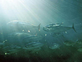 Rybářská konference dohodla zvýšení kvóty pro výlov tuňáků