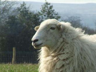 Ovce vedia rozoznať ľudské tváre