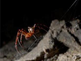 Pavúčie vlákno upravené grafénom rovnako pevné ako kevlar?!