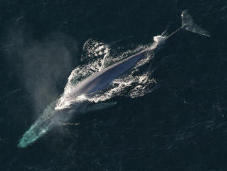 Väčšina modrých veľrýb sú 