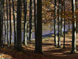 My sme les je najúspešnejšou online environmentálnou akciou na Slovensku