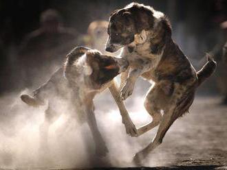Zomierajú stovky psov, zastavte ich zápasy, vyzýva SaS