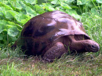 Apoštol pomalosti, korytnačka Jonathan má najmenej 185 rokov