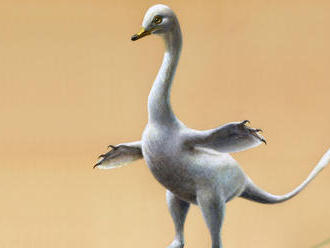 Praveký tvor bol niečo medzi kačkou a velociraptorom