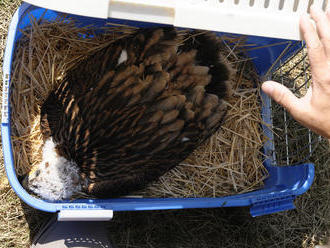 Neznámy páchateľ pripravil o život vzácneho orla kráľovského: Zabila ho zrejme otrava