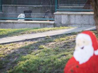 Vianoce budú mať aj tento rok opustené psíky v popradskom útulku