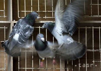 Premnožené holuby poškodzujú budovy v Rimavskej Sobote