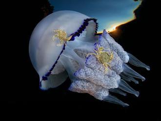 Dive under the sea with 'Underwater Photographer' winners     - CNET