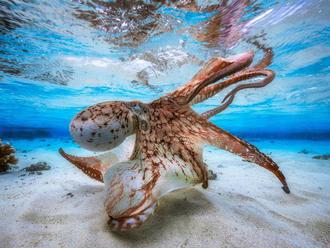 Marvel at a sea of award-winning underwater photos     - CNET