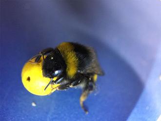 Goal-scoring bumblebees prove insect brains are awesome     - CNET