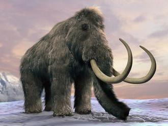 Na Zemi se znovu objeví mamuti. Zpočátku to budou hybridi