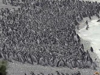 VIDEO: V Argentině si dalo dostaveníčko milion tučňáků