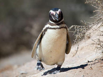 Argentinská kolonie tučňáků hostí rekordních víc než milion ptáků