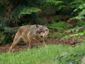 Monitoring potvrdil úbytok vlkov v Malej Fatre
