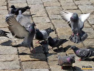 Ako žiť s holubmi v mieri v jednom meste? Zamedziť prístup a nekŕmiť