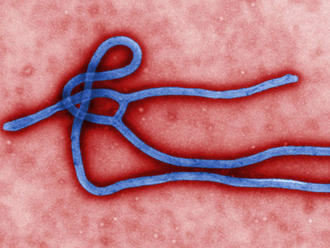 Ebolu najviac šírila menšina infikovaných