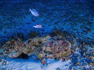 Zverejnili fotografie Amazonského koralového útesu