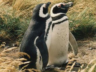 V Argentíne sa stretlo viac ako milión tučniakov