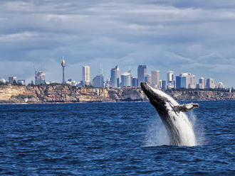Milovníci delfínov a veľrýb, pozor: Toto sú najlepšie miesta na ich pozorovanie