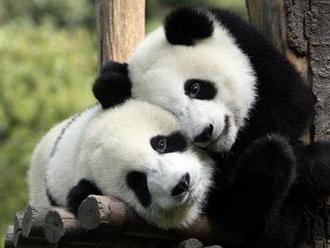 Kontroverzný plán Číny: Desiatky tisíc obyvateľov nahradia pandy