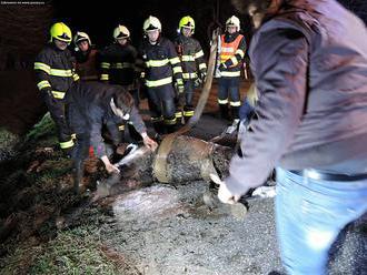 Kůň na Semilsku utrpěl při střetu s dodávkou zranění, veterinář ho utratil