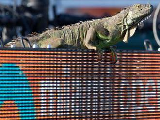 Miami Open: Iguana briefly stops play between Tommy Haas and Jiri Vesely