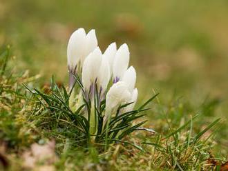 Tisíce květů vzácného šafránu bělokvětého rozkvetly u Lačnova