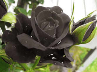Jedinečnej čiernej ruži hrozí zánik