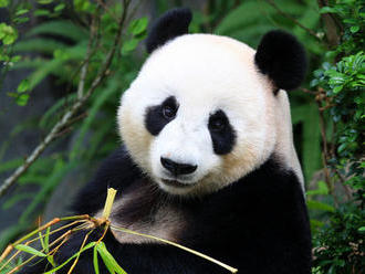 Čína vysťahuje 200-tisíc ľudí, aby uvoľnila priestor pre pandy