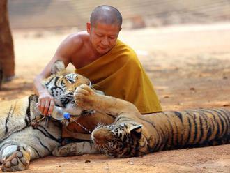 Na východe Thajska objavili doteraz neznámu populáciu tigrov
